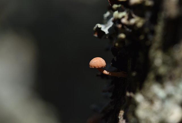 tiny mushrooms sunlight.jpg