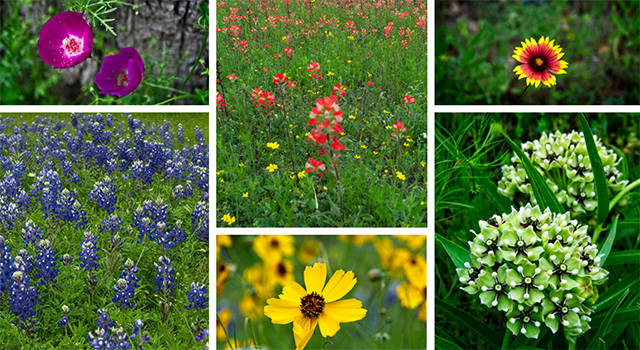 Texas-wildflowers.png