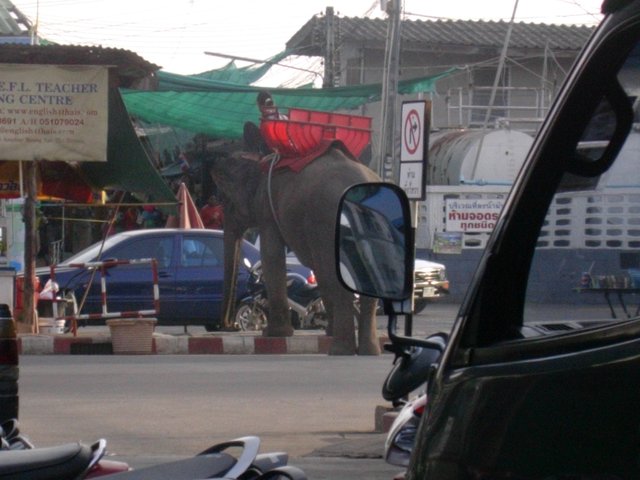 Elephant.JPG