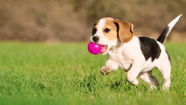 eukanuba-market-image-puppy-beagle.jpg