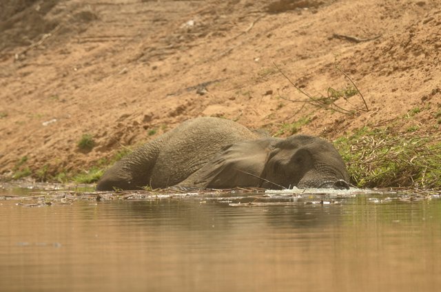 2.3 Poaching,Female elephant injured by poachers into leg,resting, Arthur, Chad, 2017.jpg