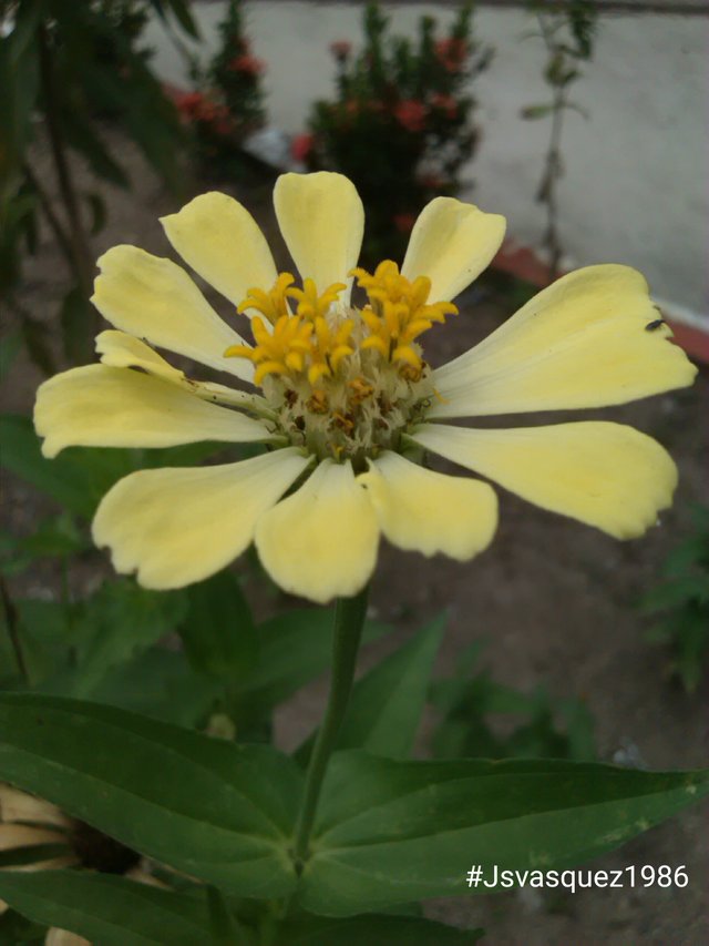 20180812_Zapato de Obispo G_Cosmos F_Asteraceae 05.jpg