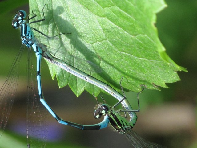 Fotos Insekten 2019 001.JPG