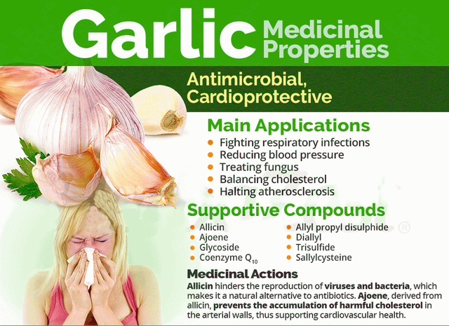 garlic-medicinal-properties.png