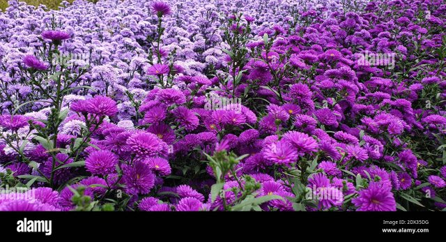 close-up-of-purple-flowering-plants-2DX35DG.jpg