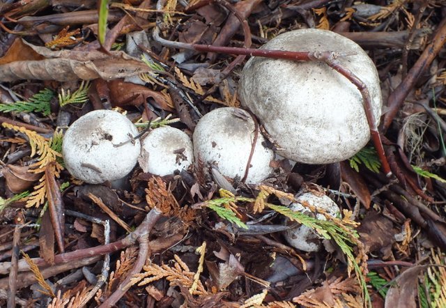 2670-Mushrooms.jpg