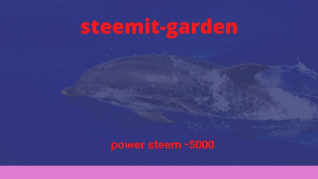 steemit-garden (1).jpg