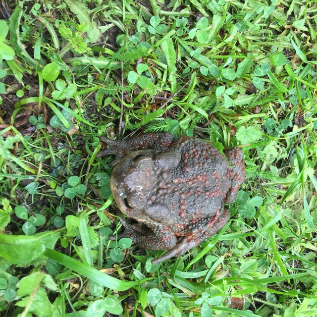 IMG0741.JPG