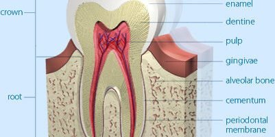 tooth-structure-e1539235808617-401x200.jpg