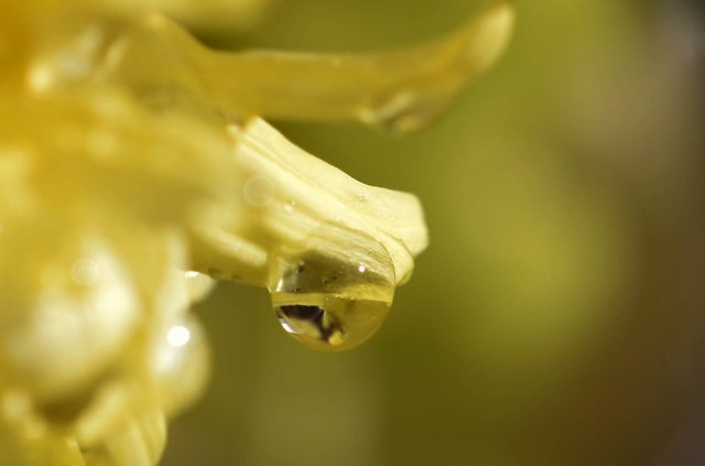 waterdrop chrysanthemum macro 6.jpg