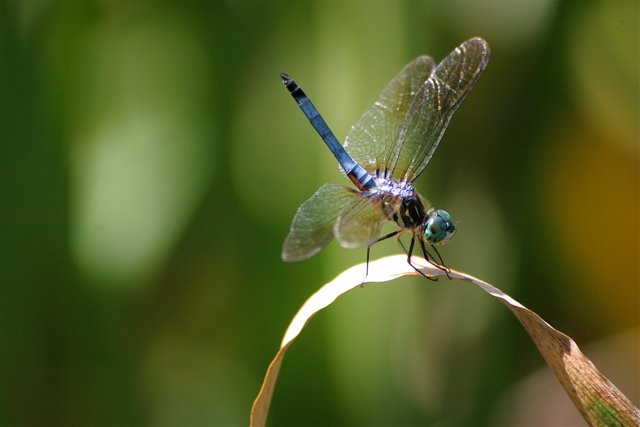 dragonfly 2-2.jpg