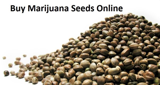 buy-marijuana-seeds-online.jpeg