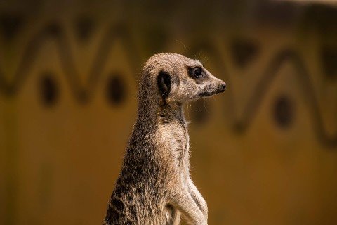 meerkat monday - by steve j huggett.jpg