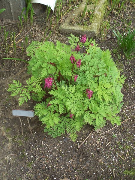 North Corner - Dutchman's breeches crop April 2019.jpg