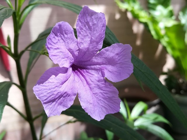 flowers-2856254_1280.jpg