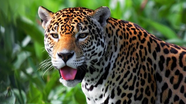 jaguar_face_predator_eyes_hd-wallpaper-83098.jpg