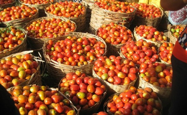 Tomato-Business-in-Africa-cover-image.jpg