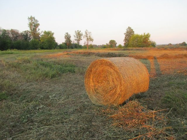 IMG_5448.JPG