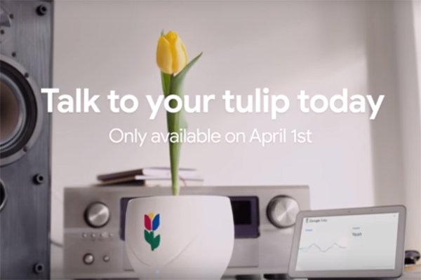 google-tulip.jpg