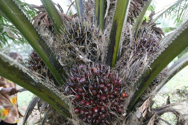 Palm-Oil-Plantaton-e1502816439376.jpg