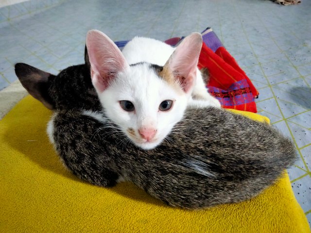 IMG20250328220610.jpg