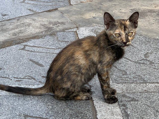 temple cat1.jpg