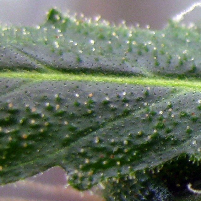 beauty trichome check.jpg