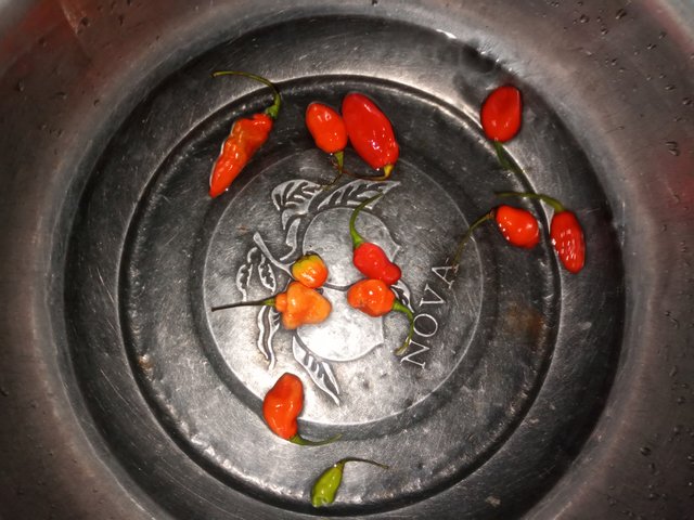 1000045099.jpg
