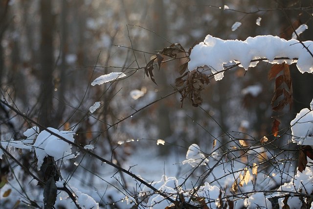Winter_Vibes_n03_s.jpg