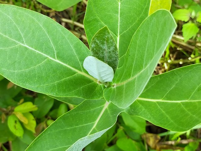 Thistle leaves (5).jpg