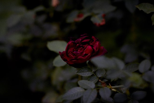 Red aesthetic dark rose Aesthetic Dark