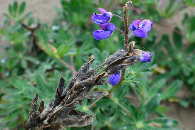 DSC_8250 one more monkshood.jpg