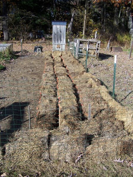Planting garlic - 3 rows done2 crop October 2019.jpg