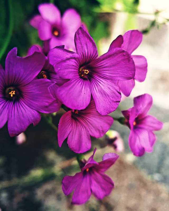 purple blooms.png