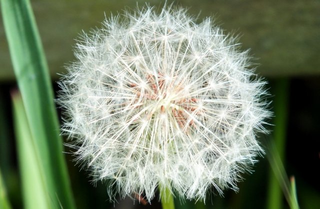 1009-Dandelion.jpg