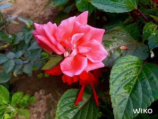 七种不同花朵-豁天游|活田酉 一个专门分享有趣的信息，激发人们的求知欲。