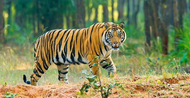 royal-bengal-tiger-b-20200714100800.jpg