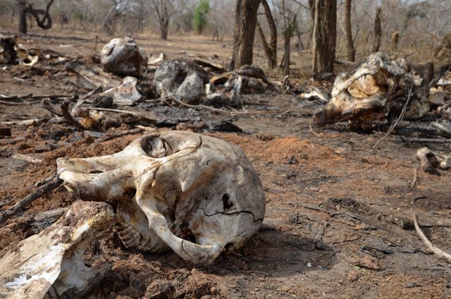 1.13 Elephant skulls in Chad, Save-elephants.org.jpg