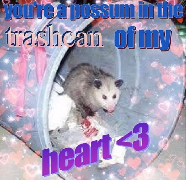 animal-possum-trashcan-my-heart-3-3.jpg