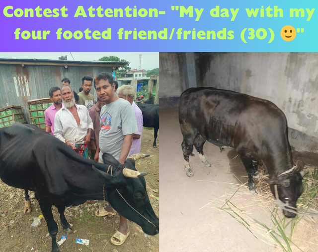 Contest Attention- My day with my four footed friendfriends (30) 🙂.png