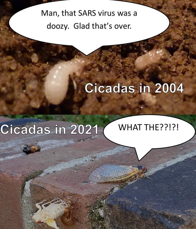 cicada then and now - SARS.jpg