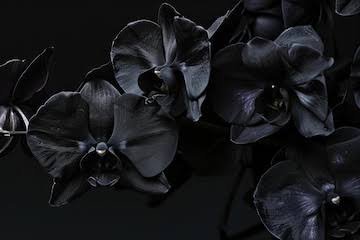 images (1).jpeg