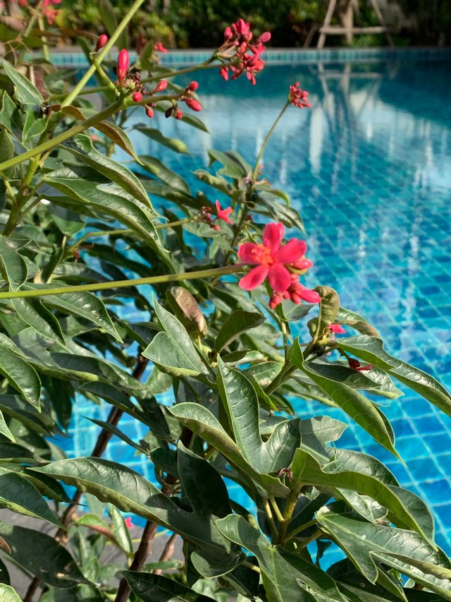 condominium’s swimming pool18.jpg