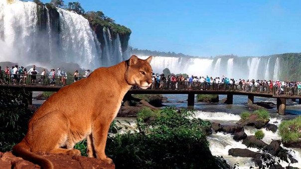 Puma-en-Iguazú.jpg