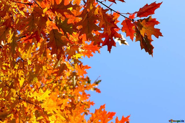 leaves-tree-sun-autumn-background-38529.jpg