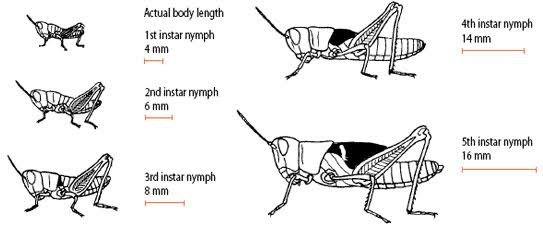 locust life cycle