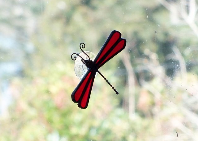 CT0288-RedDragonfly.jpg