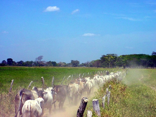 LLanos-Calabozo.jpg