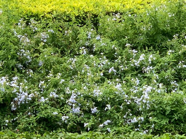garden1.jpg