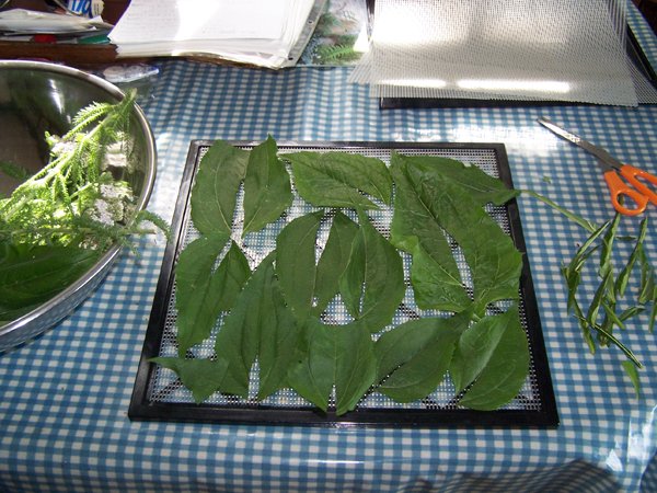 Echinacea for dehydrator crop June 2018.jpg